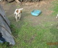Εκατοντάδες τα βαρελόσκυλα που ζουν μαρτυρικά στη Λέσβο